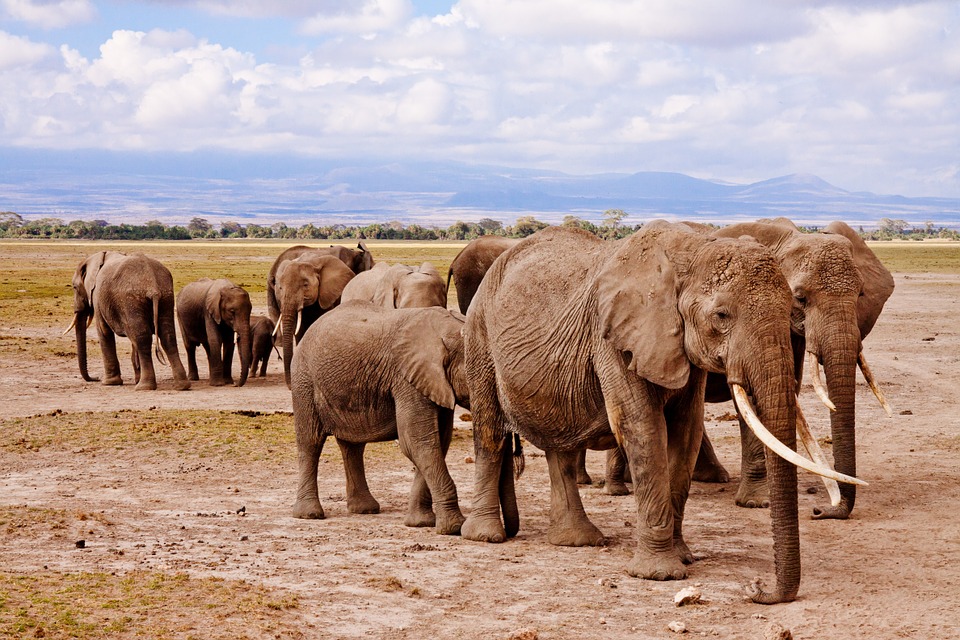 Kenya safari - Big 5